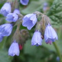 Symphytum caucasicum (Symphytum caucasicum)