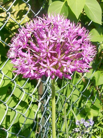 Allium  (Allium rosenbachianum)
