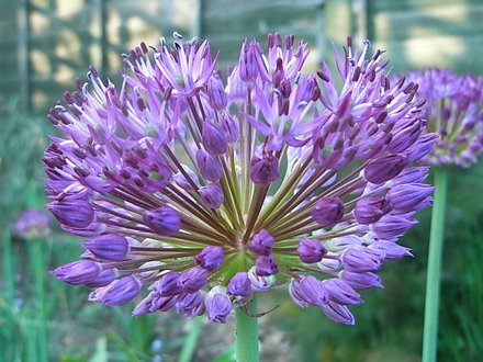 Allium azureum (Allium azureum)
