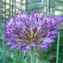 Allium azureum