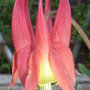 Aquilegia_canadensis