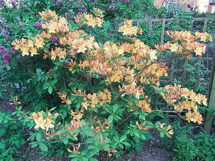 Azalea 'George Reynolds' (Azalea 'George Reynolds')