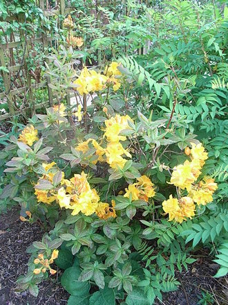 Azalea 'Golden Lights' (Azalea 'Golden Lights')
