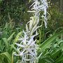 Camassia cusickii