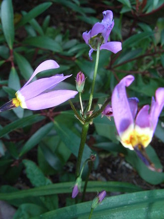 Dodecatheon meadia (Dodecatheon meadia)