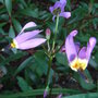 Dodecatheon meadia (Dodecatheon meadia)