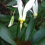Dodecatheon_meadia__alba_