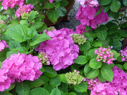 Hydrangea