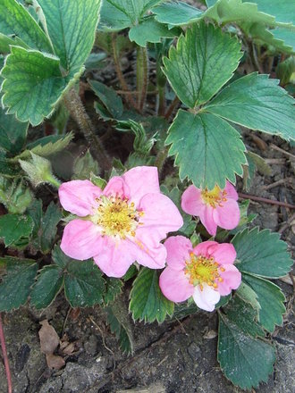 Fragaria 'Pink Panda' (Fragaria 'Pink Panda')