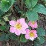 Fragaria 'Pink Panda'