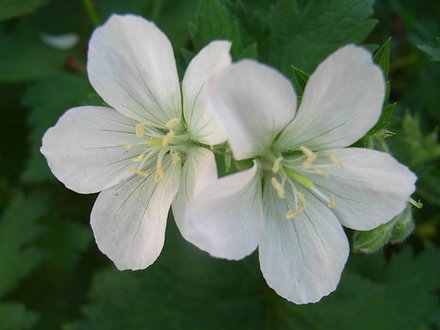 Geranium sylvaticum 'Album' (Geranium sylvaticum 'Album')