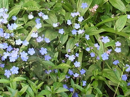 Omphalodes cappadocica 2 (Omphalodes cappadocica)