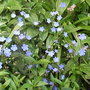 Omphalodes_cappadocica