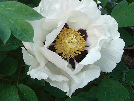 Paeonia rockii (Paeonia rockii)