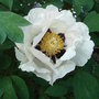 Paeonia rockii