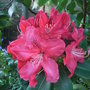 Rhododendron__nova_zembla_
