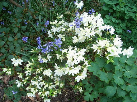 Rhododendron 'Ptarmigan' (Rhododendron 'Ptarmigan')