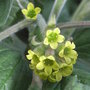 Ribes gayanum