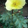 Rosa__canary_bird_