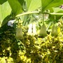 8_5_13.jpg (Polygonatum biflorum)