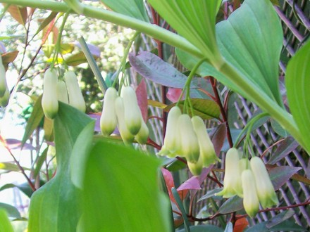 8_5_14.jpg (Polygonatum biflorum)
