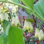 8_5_14.jpg (Polygonatum biflorum)