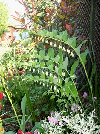 8_5_15.jpg (Polygonatum biflorum)