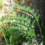 8_5_15.jpg (Polygonatum biflorum)