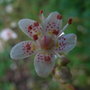 Saxifraga_x_urbium_-_close-up