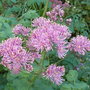 Thalictrum aquilegiifolium 'Thundercloud'