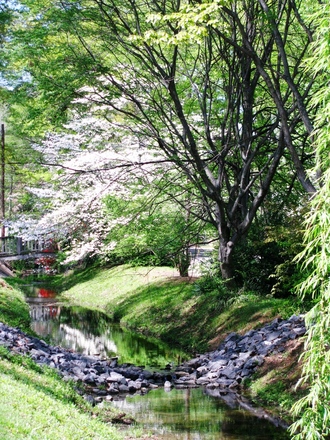 azaleas along the creek bed
