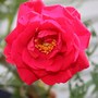 Vegetable_garden_007