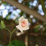 Vegetable_garden_011