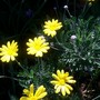 8_5_4.jpg (Argyranthemum)