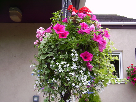 Hanging basket