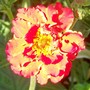 Geum reptans