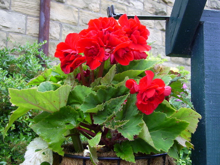 Begonia basket