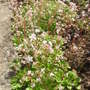 London Pride. (Saxifraga umbrosa (London Pride))