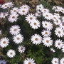 Osteospurmum. (Osteospurmum.)