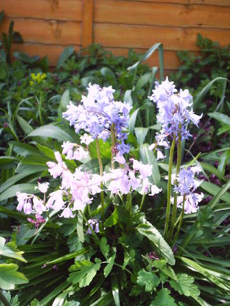 blue_and_pinksbell.jpg