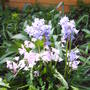 blue_and_pinksbell.jpg