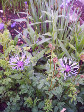 front_cornflower.jpg