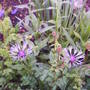 Front_cornflower