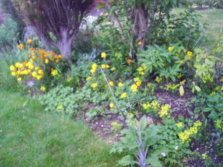 front_garden_wallflowers_been_in_three_yrs_livingstone_daisy.jpg