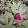 Front_garden_peony_nopening