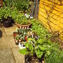 seedling_out_in_the_sun.jpg