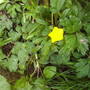 yellow_wild_flower.jpg