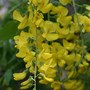 Plant Portraits - In A Friends Garden