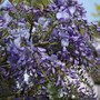 Plant Portraits - In A Friends Garden