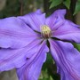 Clematis_01